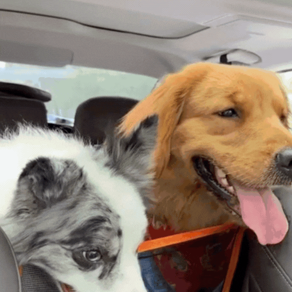 Hard Bottom Dog Car Seat Extender Cover