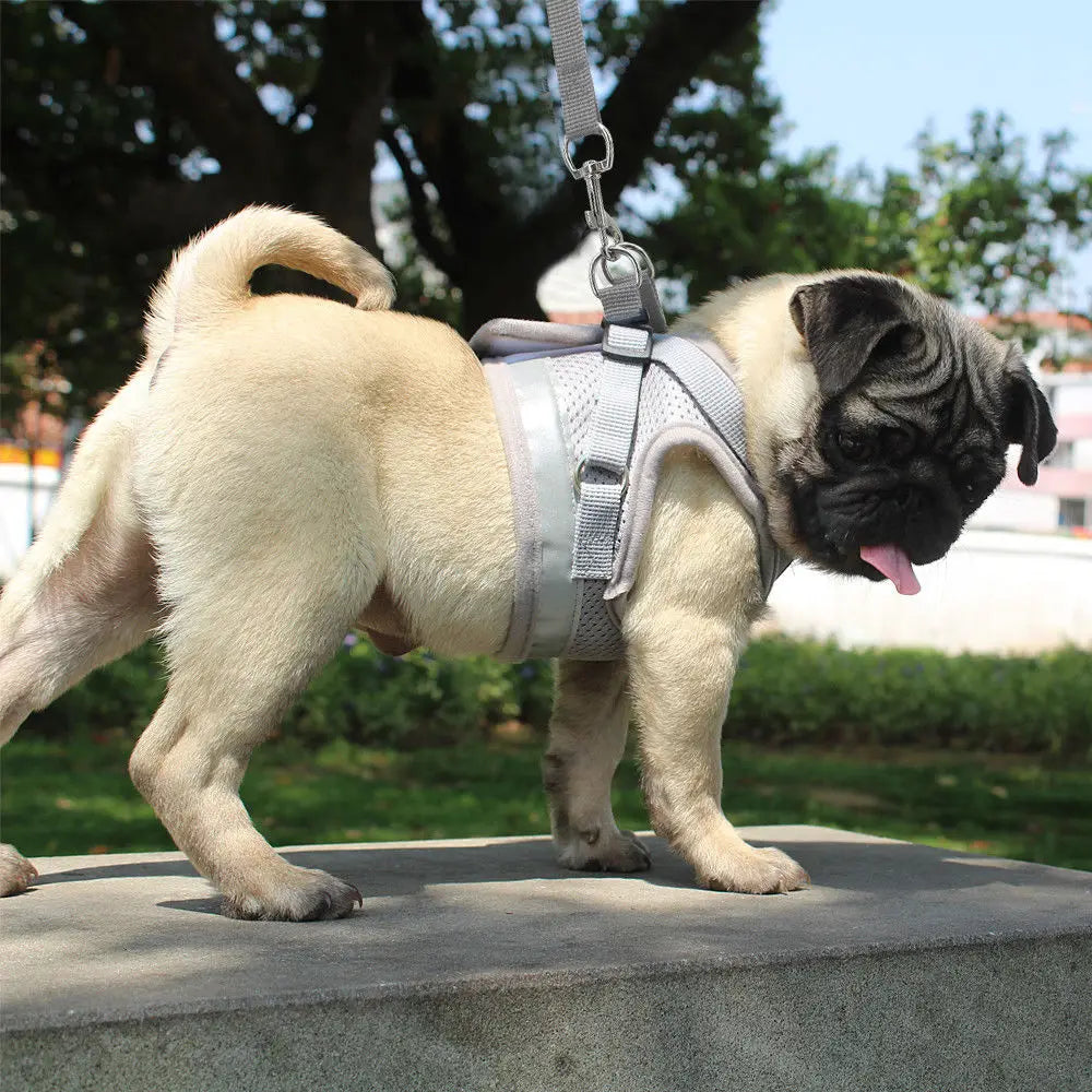 Cat & Small Dog Harness with Leash