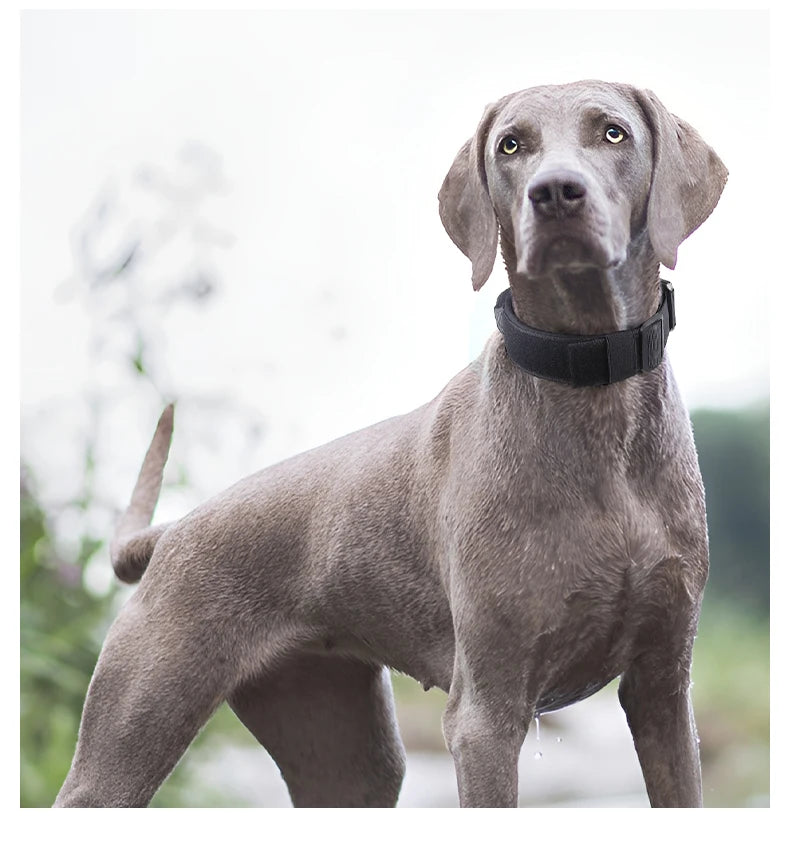 Tactical Dog Collar with Metal Buckle