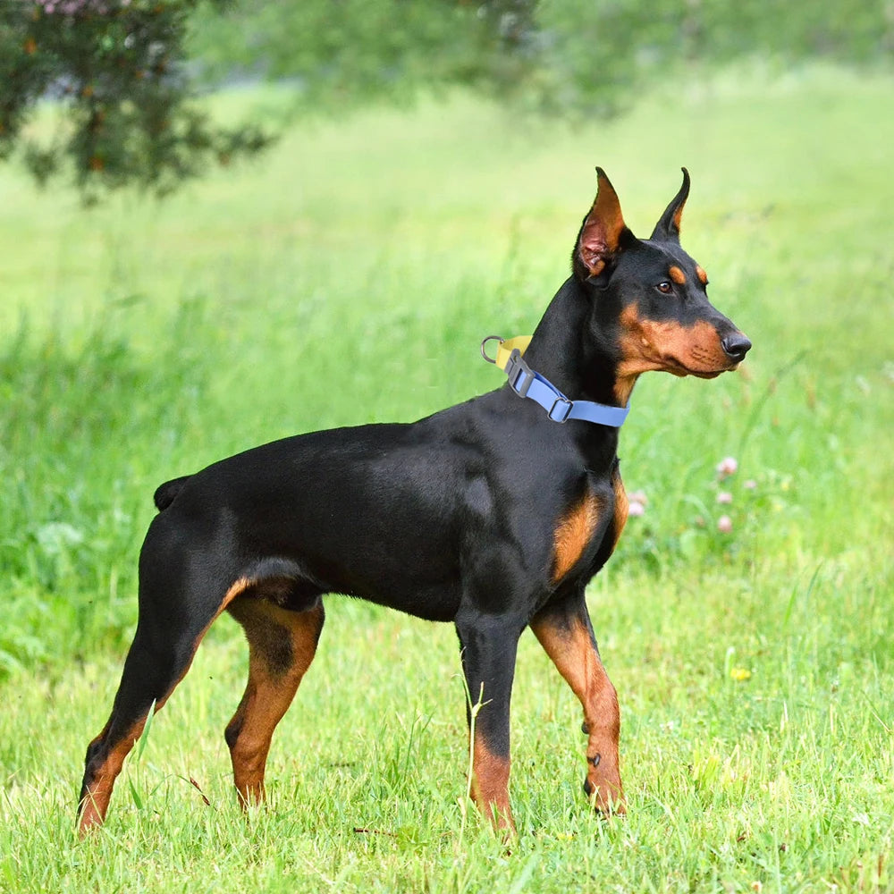 PawTough Waterproof Dog Collar