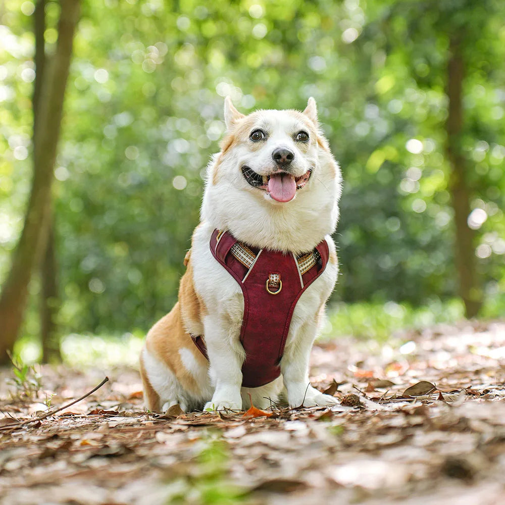 Dog Harness