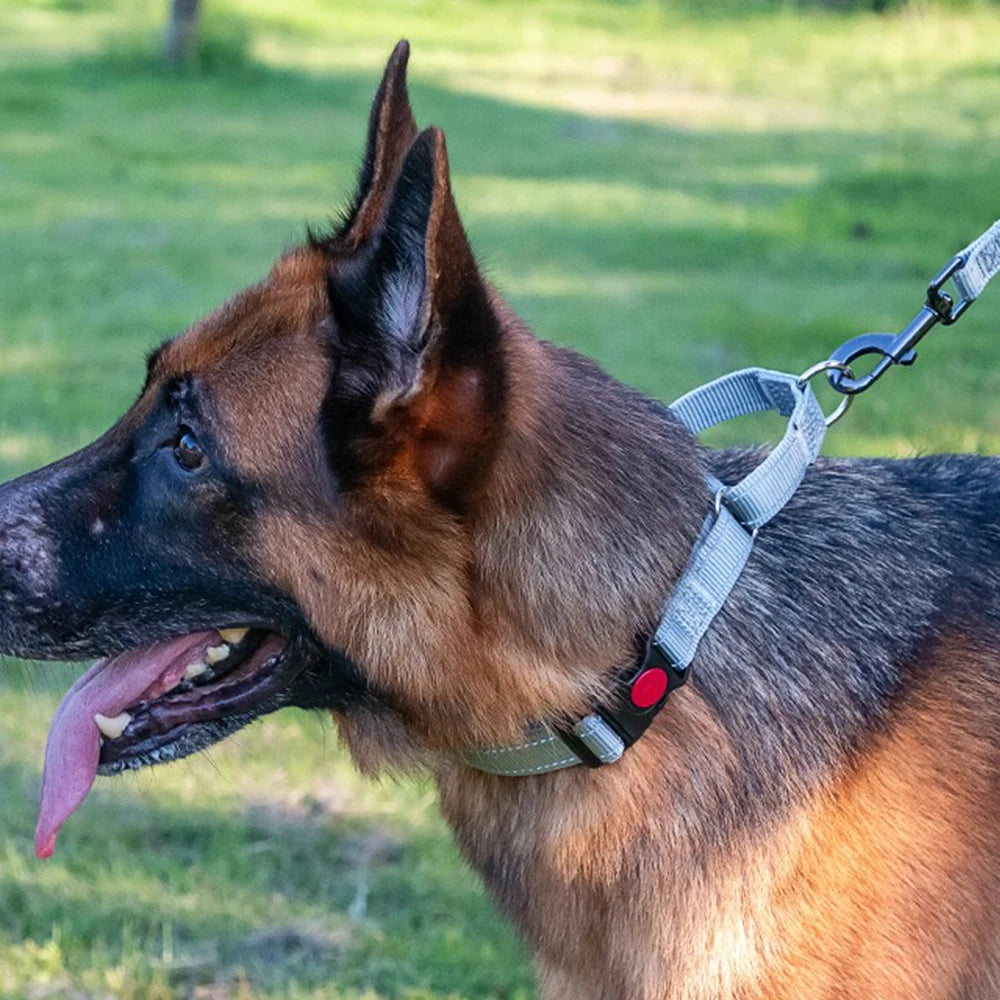 Adjustable Nylon Dog Collar with Safety Lock (2-in-1 Chain)