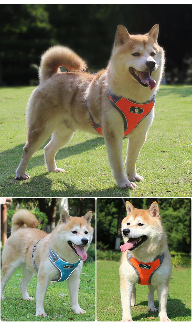 Dog Rainproof Harness Set