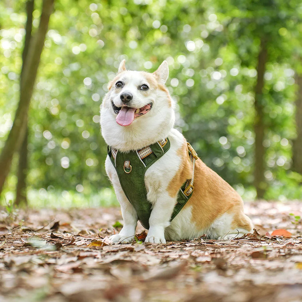 Dog Harness
