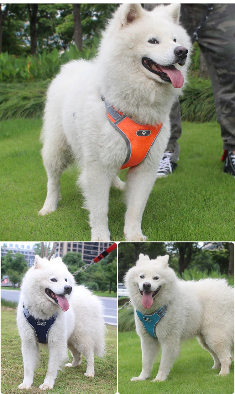 Dog Rainproof Harness Set