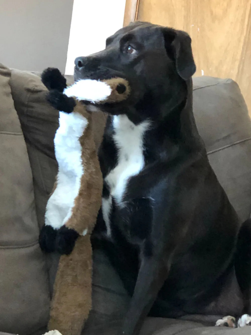 Simulated Animal No Stuffing Dog Toy with Squeakers and Crinkles